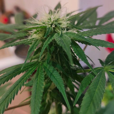 First Wedding  growlog timeline photo