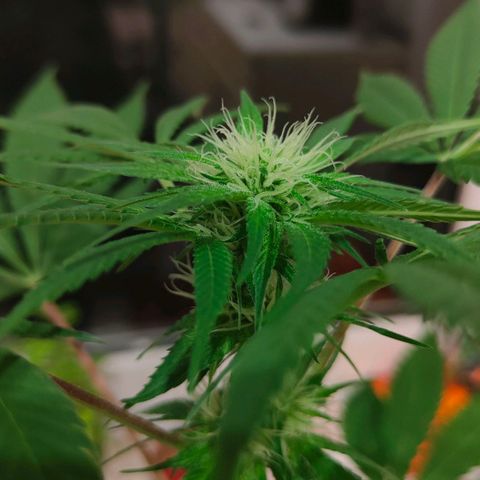 First Wedding  growlog timeline photo