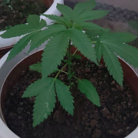 First Wedding  growlog timeline photo
