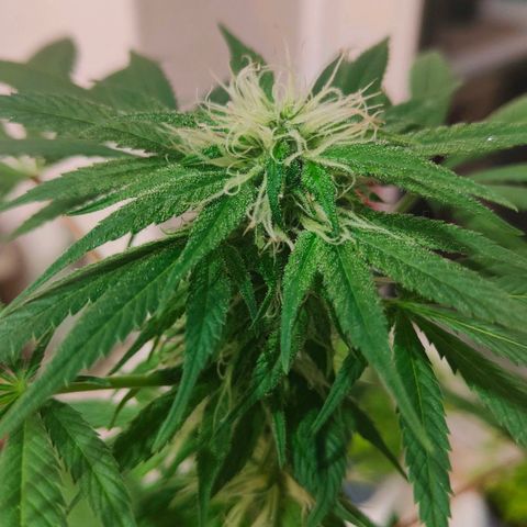 First Wedding  growlog timeline photo