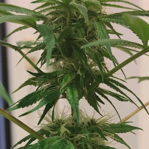 First Wedding  growlog timeline photo