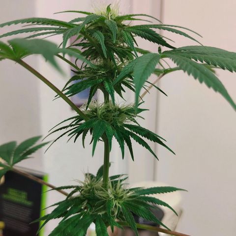 First Wedding  growlog timeline photo
