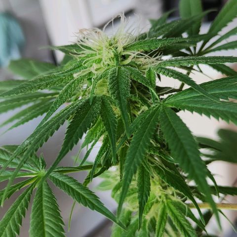 First Wedding  growlog timeline photo