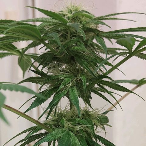 First Wedding  growlog timeline photo