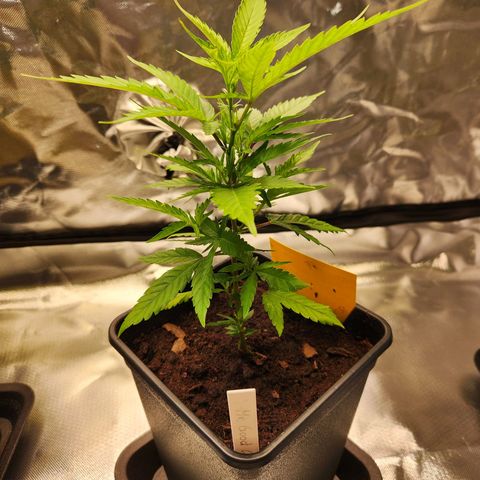 STECKLINGE: Cannalope Haze / Super Lemon Haze / Mr. Good Chem / AK 47 growlog photo: Fimming: Mr. Good Chem