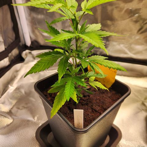 STECKLINGE: Cannalope Haze / Super Lemon Haze / Mr. Good Chem / AK 47 growlog photo: Topping: Cannalope Haze