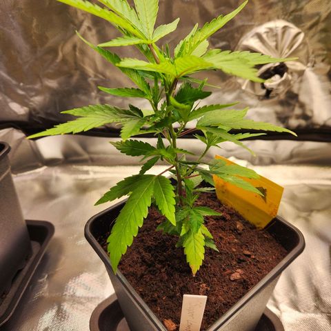 STECKLINGE: Cannalope Haze / Super Lemon Haze / Mr. Good Chem / AK 47 growlog photo: Topping: Super Lemon Haze 