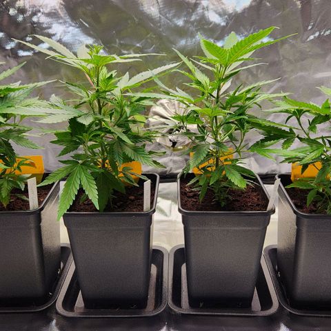 STECKLINGE: Cannalope Haze / Super Lemon Haze / Mr. Good Chem / AK 47 growlog timeline photo