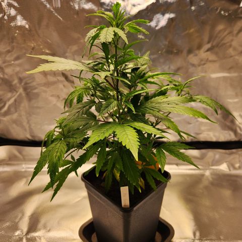 STECKLINGE: Cannalope Haze / Super Lemon Haze / Mr. Good Chem / AK 47 growlog photo: Mr. Good Chem