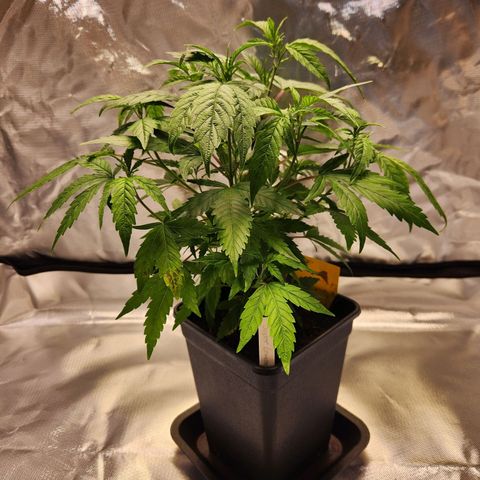 STECKLINGE: Cannalope Haze / Super Lemon Haze / Mr. Good Chem / AK 47 growlog photo: Super Lemon Haze