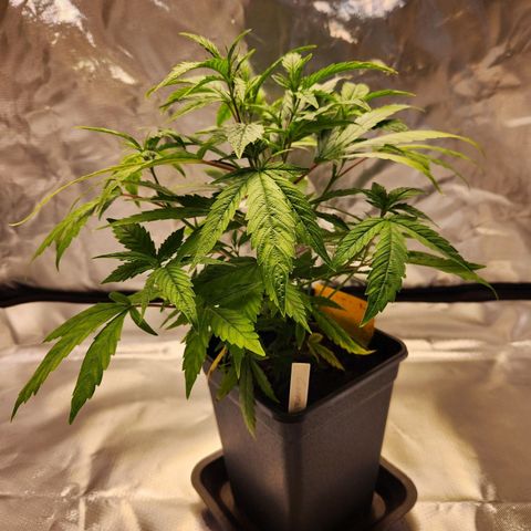 STECKLINGE: Cannalope Haze / Super Lemon Haze / Mr. Good Chem / AK 47 growlog photo: Cannalope Haze
