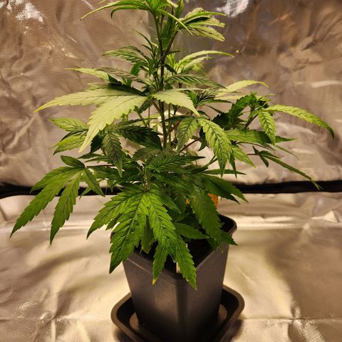 STECKLINGE: Cannalope Haze / Super Lemon Haze / Mr. Good Chem / AK 47 growlog photo: AK 47