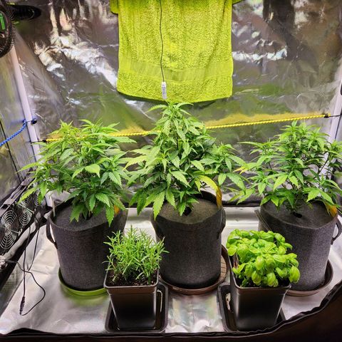 STECKLINGE: Cannalope Haze / Super Lemon Haze / Mr. Good Chem / AK 47 growlog photo: Cannalope Haze / Super Lemon Haze /  Mr. Good Chem
