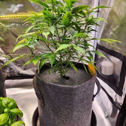 STECKLINGE: Cannalope Haze / Super Lemon Haze / Mr. Good Chem / AK 47 growlog timeline photo