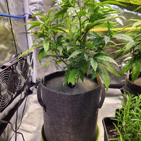 STECKLINGE: Cannalope Haze / Super Lemon Haze / Mr. Good Chem / AK 47 growlog timeline photo