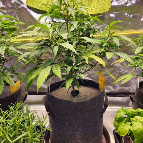 STECKLINGE: Cannalope Haze / Super Lemon Haze / Mr. Good Chem / AK 47 growlog timeline photo