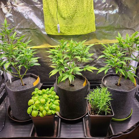 STECKLINGE: Cannalope Haze / Super Lemon Haze / Mr. Good Chem / AK 47 growlog timeline photo
