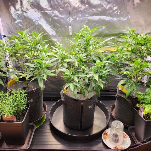 STECKLINGE: Cannalope Haze / Super Lemon Haze / Mr. Good Chem / AK 47 growlog timeline photo