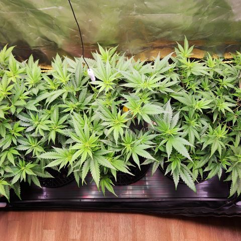 STECKLINGE: Cannalope Haze / Super Lemon Haze / Mr. Good Chem / AK 47 growlog timeline photo