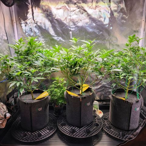 STECKLINGE: Cannalope Haze / Super Lemon Haze / Mr. Good Chem / AK 47 growlog timeline photo