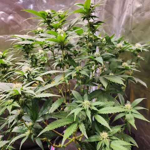 STECKLINGE: Cannalope Haze / Super Lemon Haze / Mr. Good Chem / AK 47 growlog timeline photo