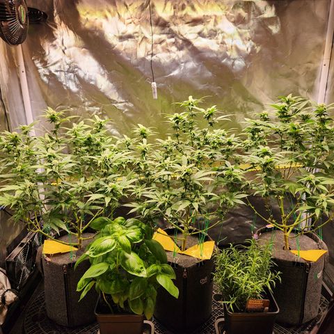 STECKLINGE: Cannalope Haze / Super Lemon Haze / Mr. Good Chem / AK 47 growlog timeline photo