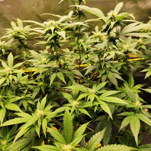 STECKLINGE: Cannalope Haze / Super Lemon Haze / Mr. Good Chem / AK 47 growlog timeline photo