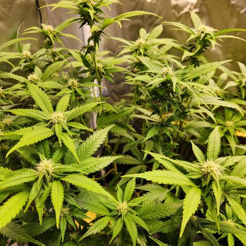 STECKLINGE: Cannalope Haze / Super Lemon Haze / Mr. Good Chem / AK 47 growlog timeline photo
