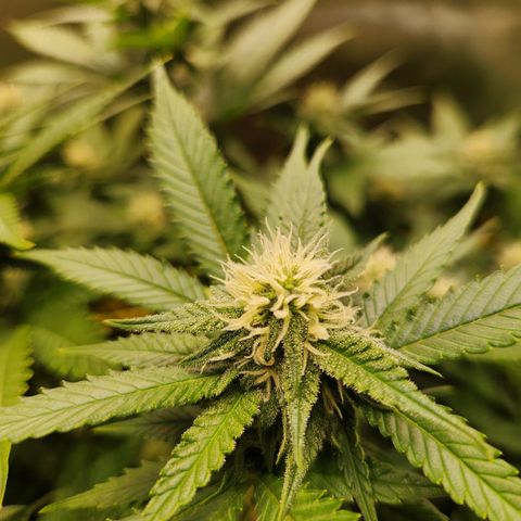 STECKLINGE: Cannalope Haze / Super Lemon Haze / Mr. Good Chem / AK 47 growlog timeline photo