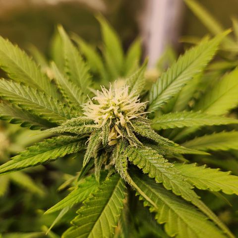 STECKLINGE: Cannalope Haze / Super Lemon Haze / Mr. Good Chem / AK 47 growlog timeline photo