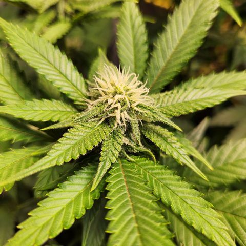 STECKLINGE: Cannalope Haze / Super Lemon Haze / Mr. Good Chem / AK 47 growlog timeline photo