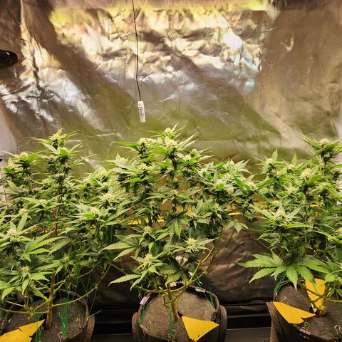 STECKLINGE: Cannalope Haze / Super Lemon Haze / Mr. Good Chem / AK 47 growlog timeline photo