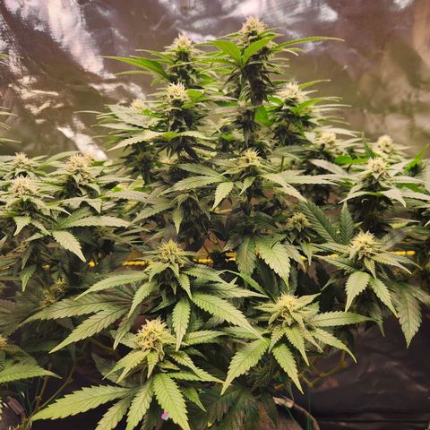 STECKLINGE: Cannalope Haze / Super Lemon Haze / Mr. Good Chem / AK 47 growlog timeline photo