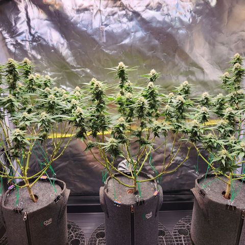 STECKLINGE: Cannalope Haze / Super Lemon Haze / Mr. Good Chem / AK 47 growlog timeline photo