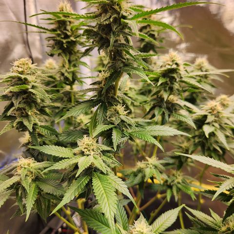 STECKLINGE: Cannalope Haze / Super Lemon Haze / Mr. Good Chem / AK 47 growlog timeline photo