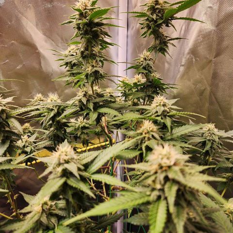 STECKLINGE: Cannalope Haze / Super Lemon Haze / Mr. Good Chem / AK 47 growlog timeline photo