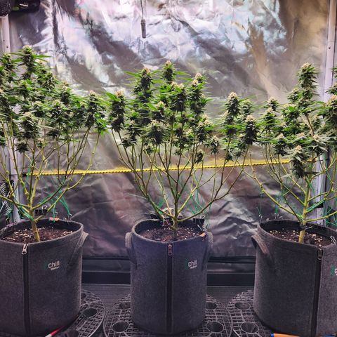 STECKLINGE: Cannalope Haze / Super Lemon Haze / Mr. Good Chem / AK 47 growlog timeline photo