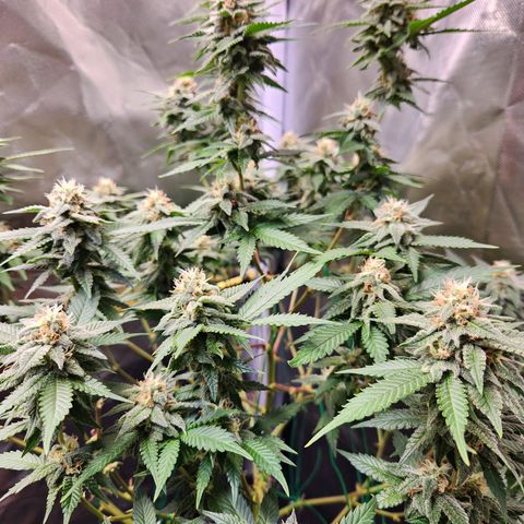 STECKLINGE: Cannalope Haze / Super Lemon Haze / Mr. Good Chem / AK 47 growlog timeline photo