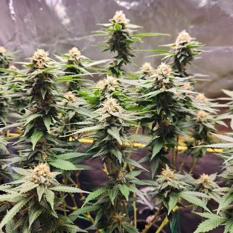 STECKLINGE: Cannalope Haze / Super Lemon Haze / Mr. Good Chem / AK 47 growlog timeline photo