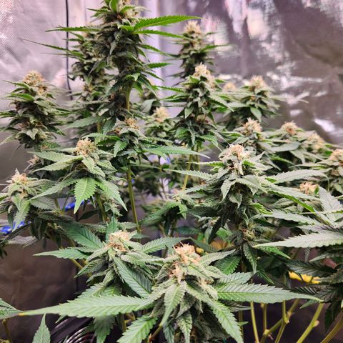 STECKLINGE: Cannalope Haze / Super Lemon Haze / Mr. Good Chem / AK 47 growlog timeline photo