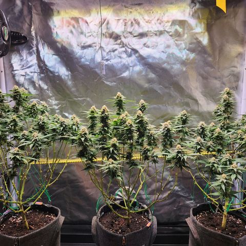 STECKLINGE: Cannalope Haze / Super Lemon Haze / Mr. Good Chem / AK 47 growlog timeline photo