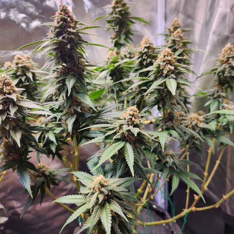 STECKLINGE: Cannalope Haze / Super Lemon Haze / Mr. Good Chem / AK 47 growlog timeline photo
