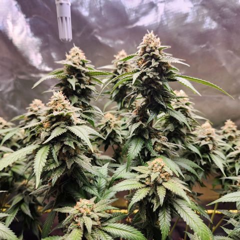 STECKLINGE: Cannalope Haze / Super Lemon Haze / Mr. Good Chem / AK 47 growlog timeline photo