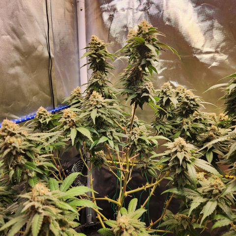 STECKLINGE: Cannalope Haze / Super Lemon Haze / Mr. Good Chem / AK 47 growlog timeline photo