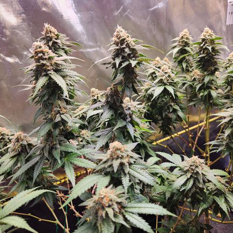 STECKLINGE: Cannalope Haze / Super Lemon Haze / Mr. Good Chem / AK 47 growlog timeline photo
