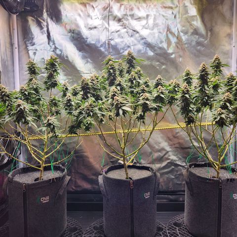 STECKLINGE: Cannalope Haze / Super Lemon Haze / Mr. Good Chem / AK 47 growlog timeline photo