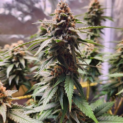 STECKLINGE: Cannalope Haze / Super Lemon Haze / Mr. Good Chem / AK 47 growlog timeline photo