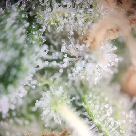 STECKLINGE: Cannalope Haze / Super Lemon Haze / Mr. Good Chem / AK 47 growlog timeline photo