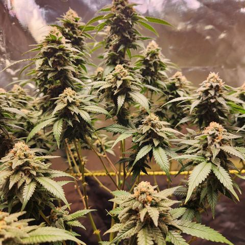 STECKLINGE: Cannalope Haze / Super Lemon Haze / Mr. Good Chem / AK 47 growlog timeline photo