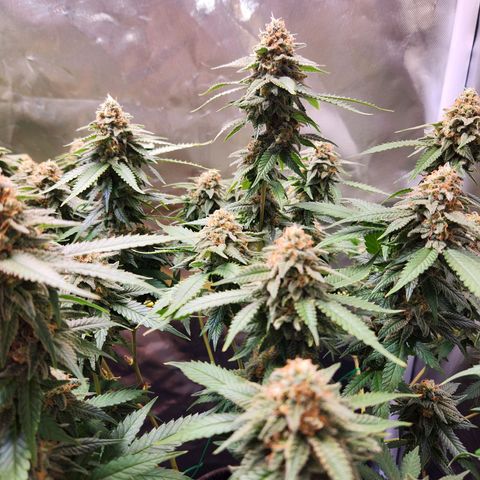 STECKLINGE: Cannalope Haze / Super Lemon Haze / Mr. Good Chem / AK 47 growlog timeline photo